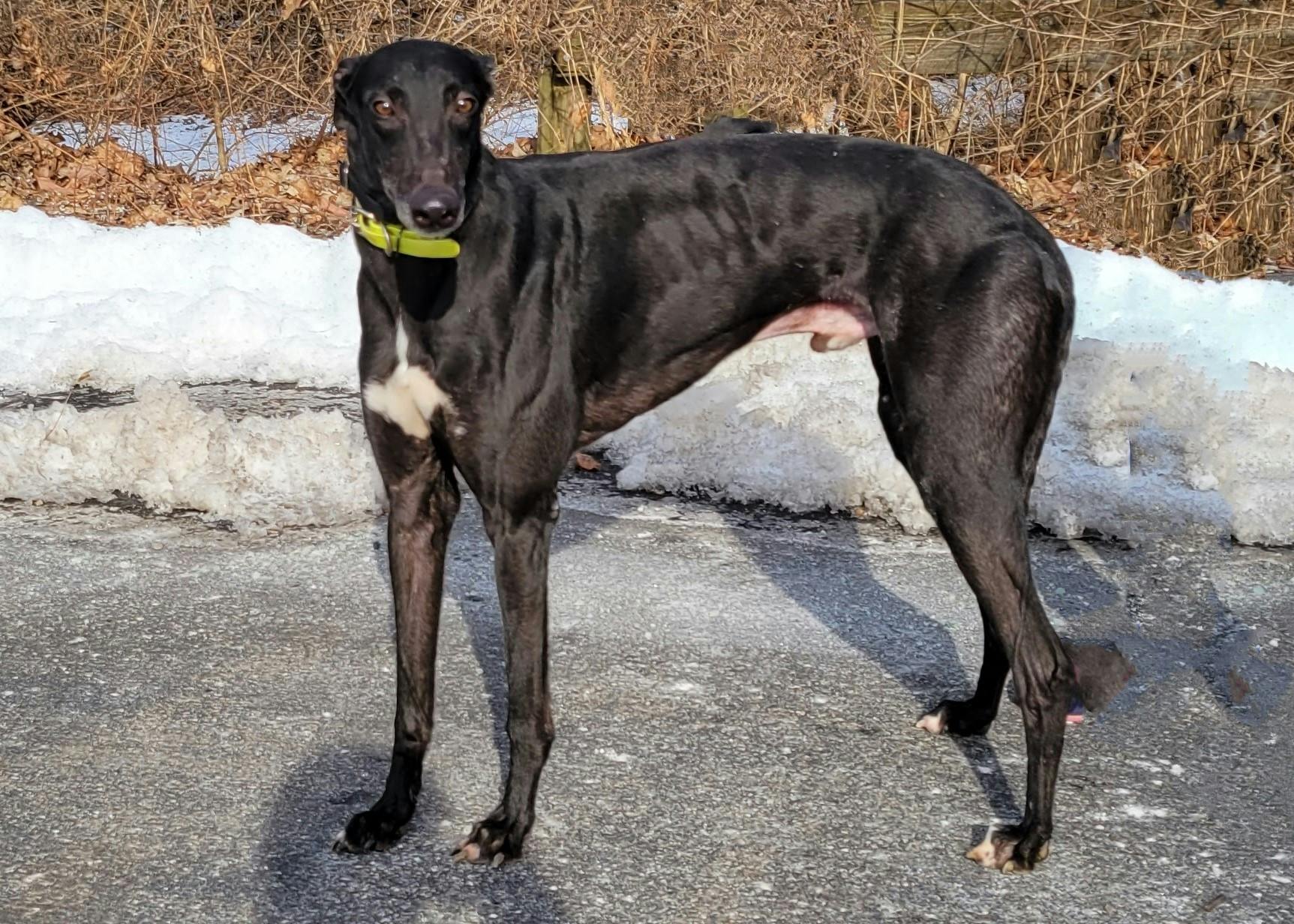 Ohio Greyhound Adoption Agency